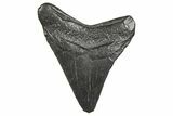 Juvenile Megalodon Tooth - South Carolina #359023-1